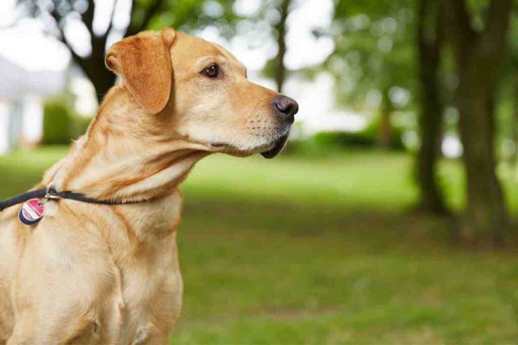 ¿Mi labrador está clasificado como una raza mediana o grande?  #perros #perros #labs #labrador # perros de caza #caza #doglife #retrievers