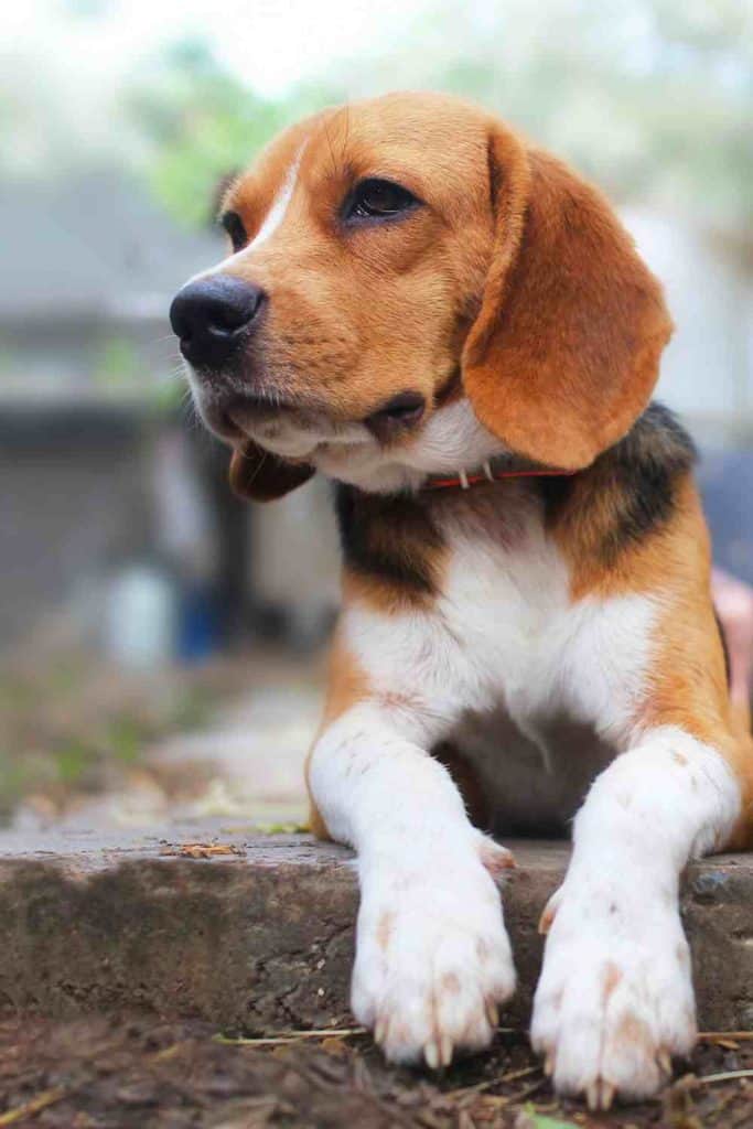 ¿Pueden los Beagles subir escaleras?