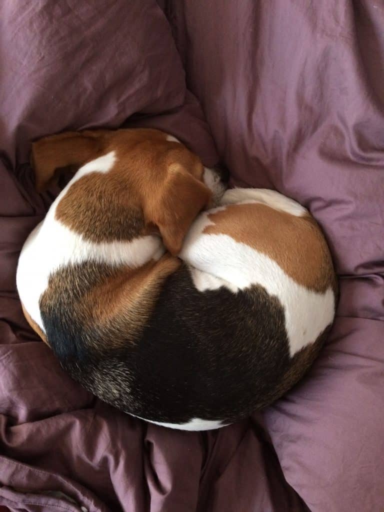 1603181054 410 %C2%BFCuanto debe dormir un beagle ¿Cuánto debe dormir el Beagle?
