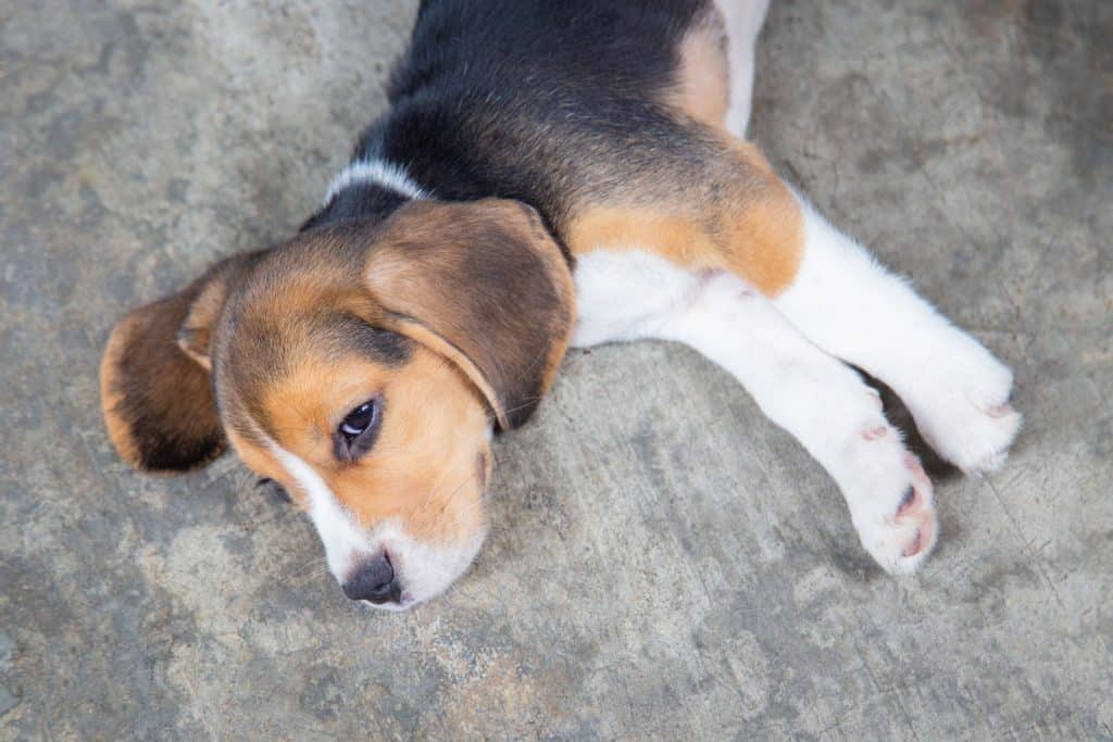 1603181054 79 %C2%BFCuanto debe dormir un beagle ¿Cuánto debe dormir el Beagle?