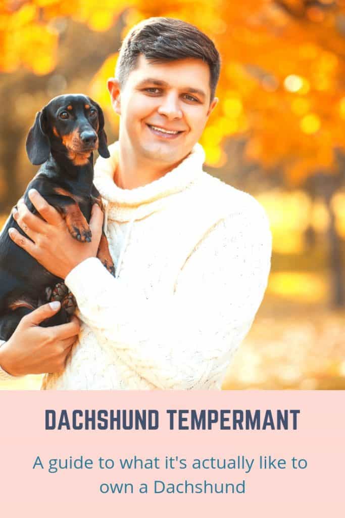 1603182223 130 Dachshund Temperament Whats it Like Owning One El temperamento del perro salchicha: ¿Cómo es tener uno?