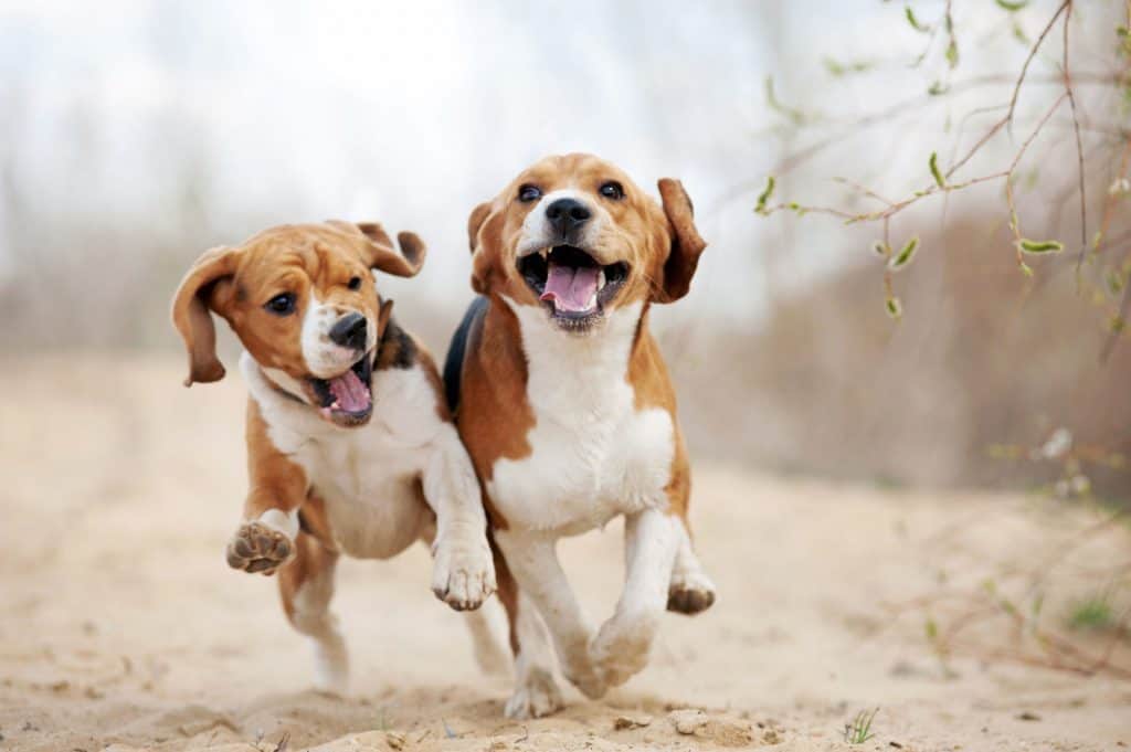 1603354052 488 Can Beagles Run Long Distances ¿El Beagle puede correr largas distancias?