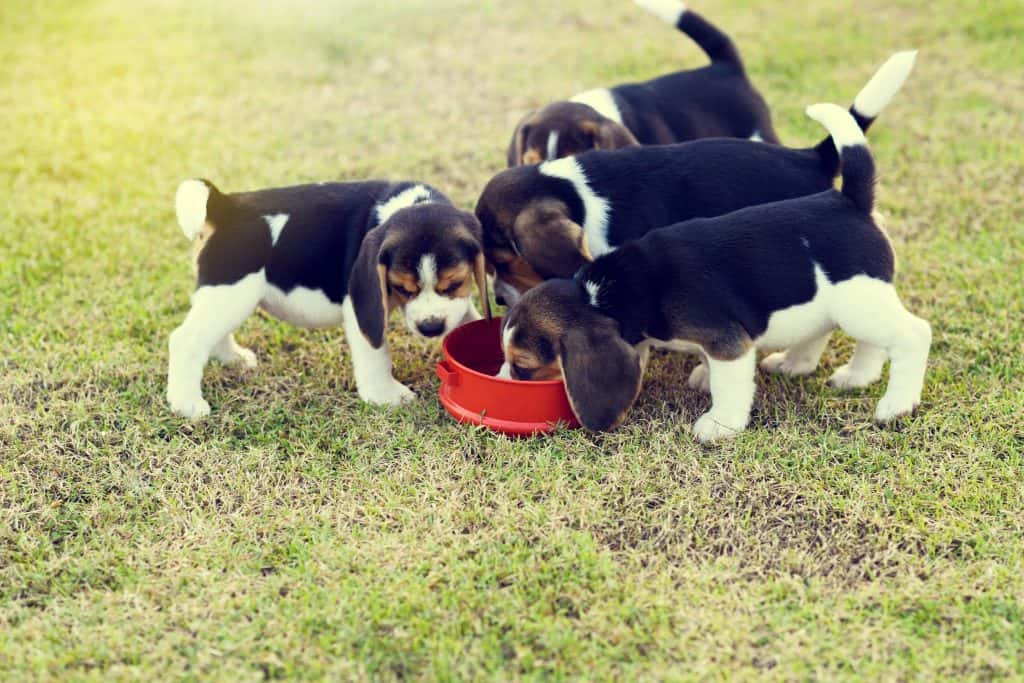1603397516 817 The Ultimate Guide to What Beagles Can And Cant Eat Qué pueden y qué no pueden comer los Beagle