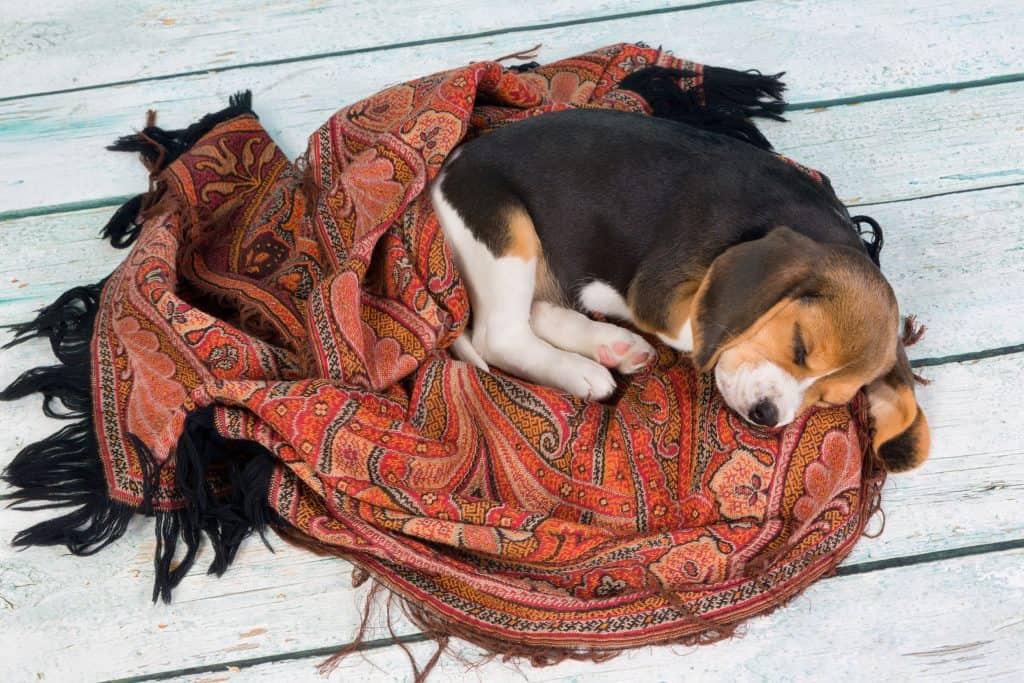1604005741 48 Beagle Rescue Guide How to Find One and What it Adoptar un Beagle: Cómo encontrar uno y cómo será