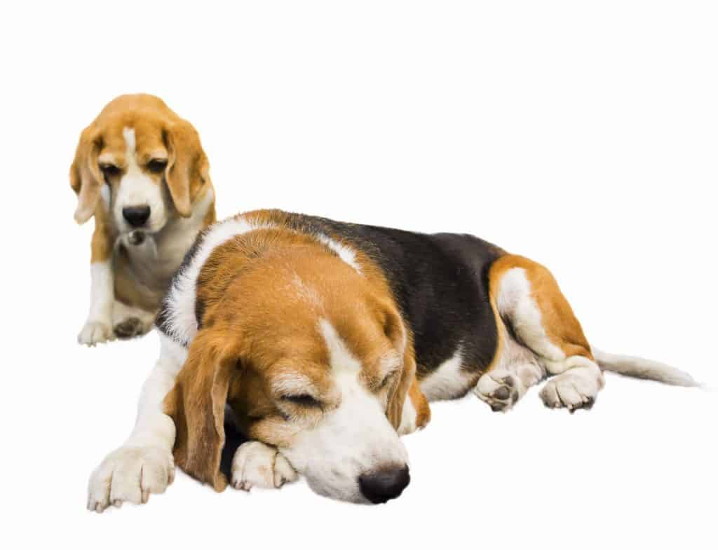1604005742 701 Beagle Rescue Guide How to Find One and What it Adoptar un Beagle: Cómo encontrar uno y cómo será