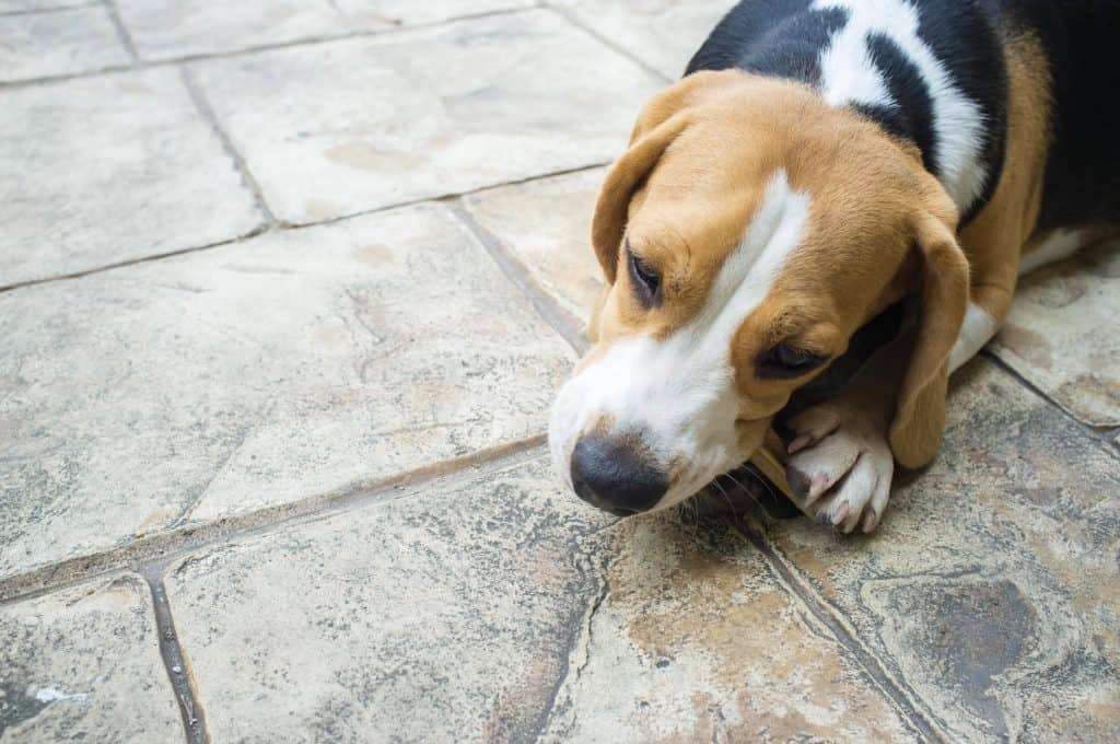 1604079013 63 Can Beagles Chew on Bones ¿Puede el Beagle Masticar Huesos?