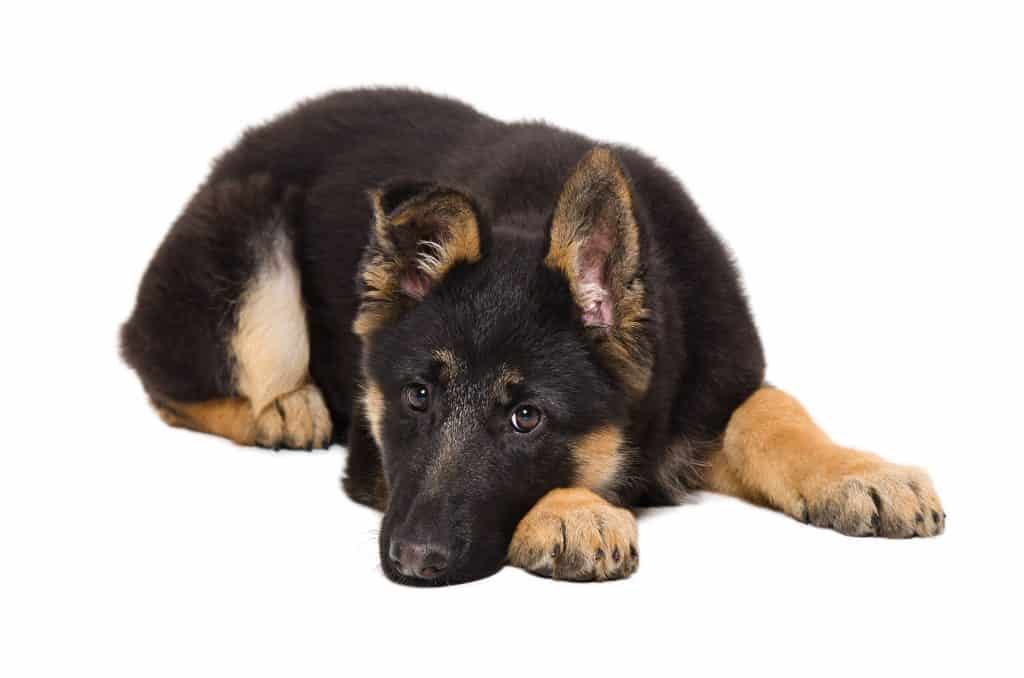 1604107563 285 Are German Shepherd Puppies Good With Kids ¿Es seguro llevar un cachorro de pastor alemán a un hogar con niños?