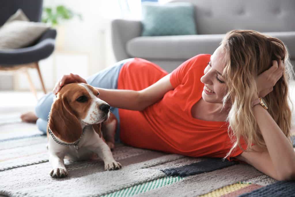 1604122272 595 Can Beagles Live in Apartments A Complete Guide ¿Puede el Beagle vivir en un apartamento?