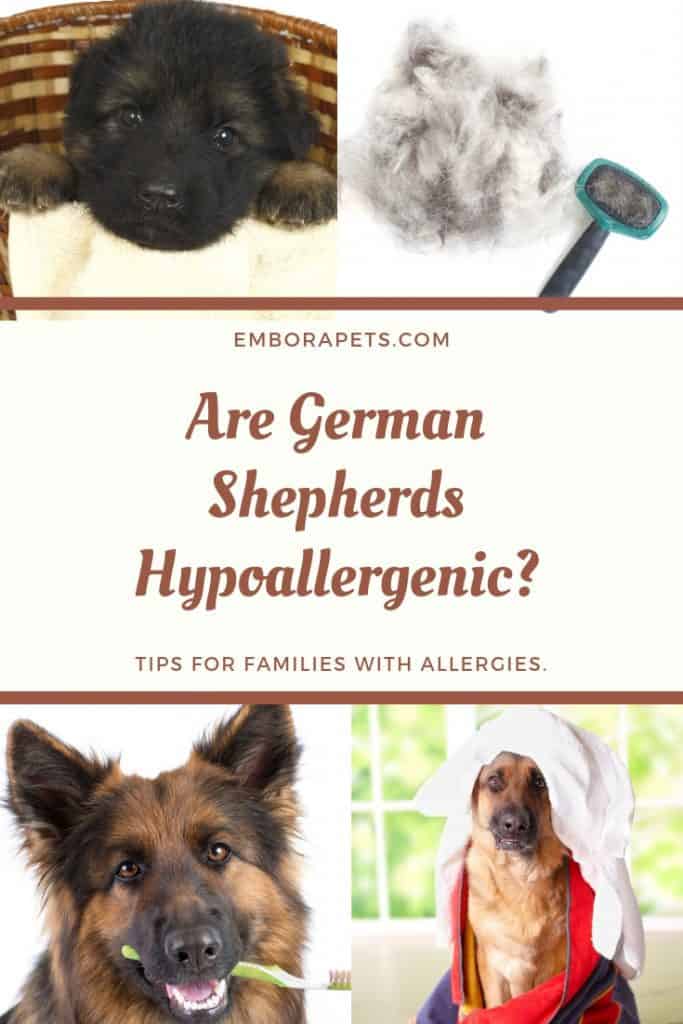 1604136515 640 Are German Shepherds Hypoallergenic Tips for Families with Allergies ¿El pastor alemán es hipoalergénico? Consejos para familias con alergias
