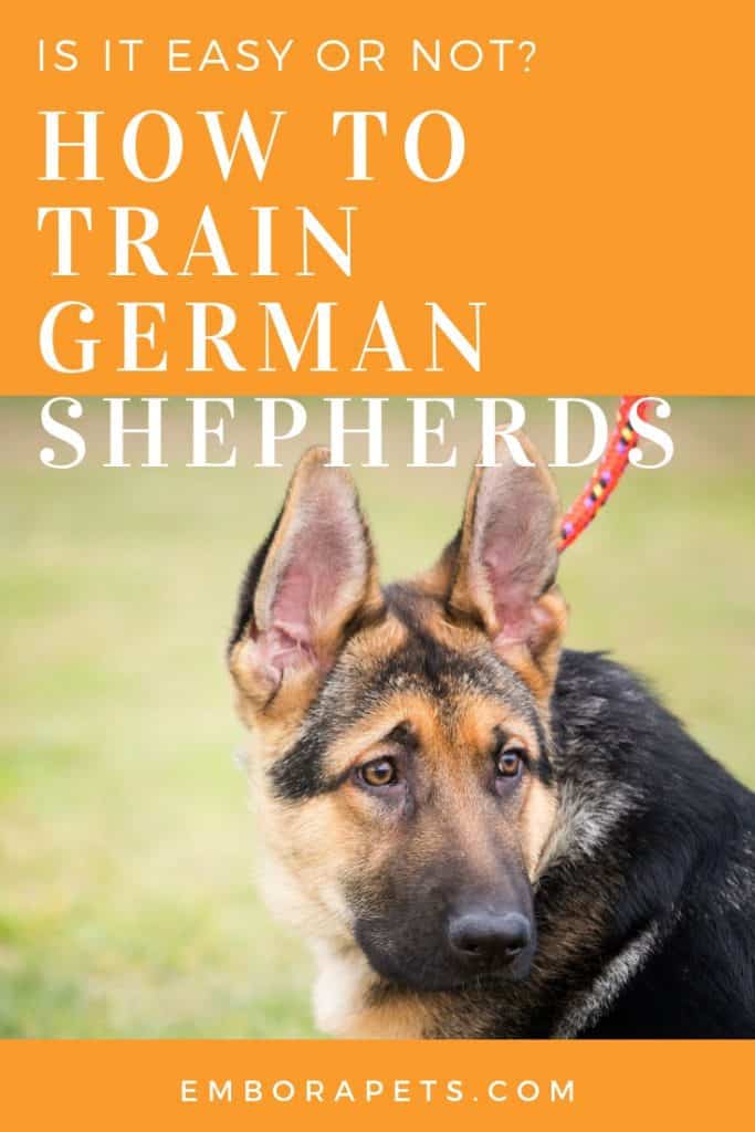 1604150875 618 Are German Shepherds Easy to Train ¿Como adiestrar a un pastor alemán? ¿Es fácil?