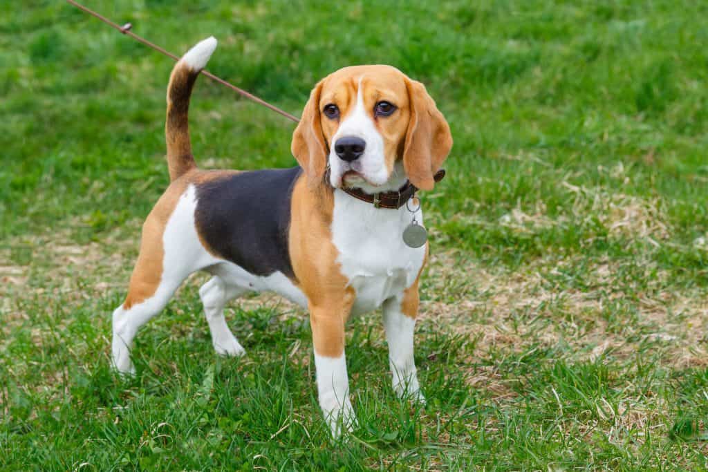 1604150955 772 Beagles as Pets Cost Life Expectancy and Temperament El cachorro de Beagle: Esperanza De Vida Y Temperamento
