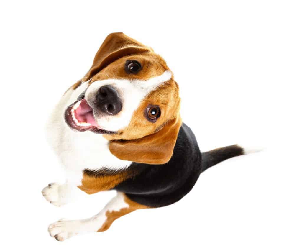 1604150955 85 Beagles as Pets Cost Life Expectancy and Temperament El cachorro de Beagle: Esperanza De Vida Y Temperamento
