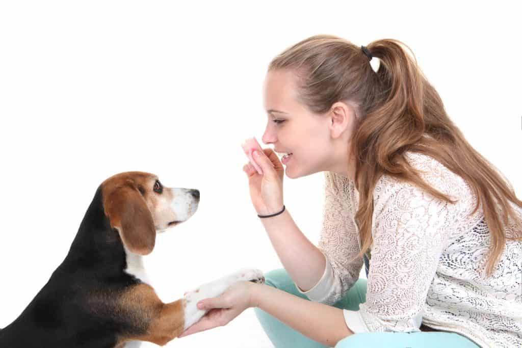¿Es fácil adiestrar a un Beagle?
