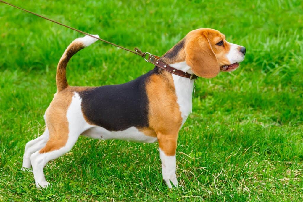 ¿El Beagle es un buen perro de servicio?
