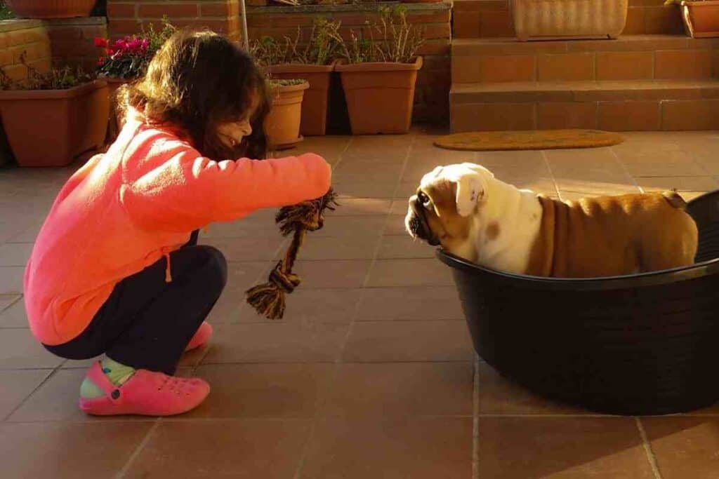 Do English Bulldogs make good pets for families with children?