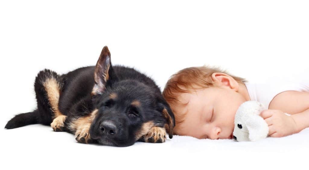 Are German Shepherd Puppies Good With Kids ¿Es seguro llevar un cachorro de pastor alemán a un hogar con niños?