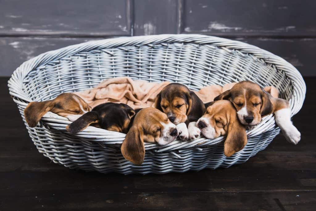 Adoptar un Beagle: Cómo encontrar uno y cómo será