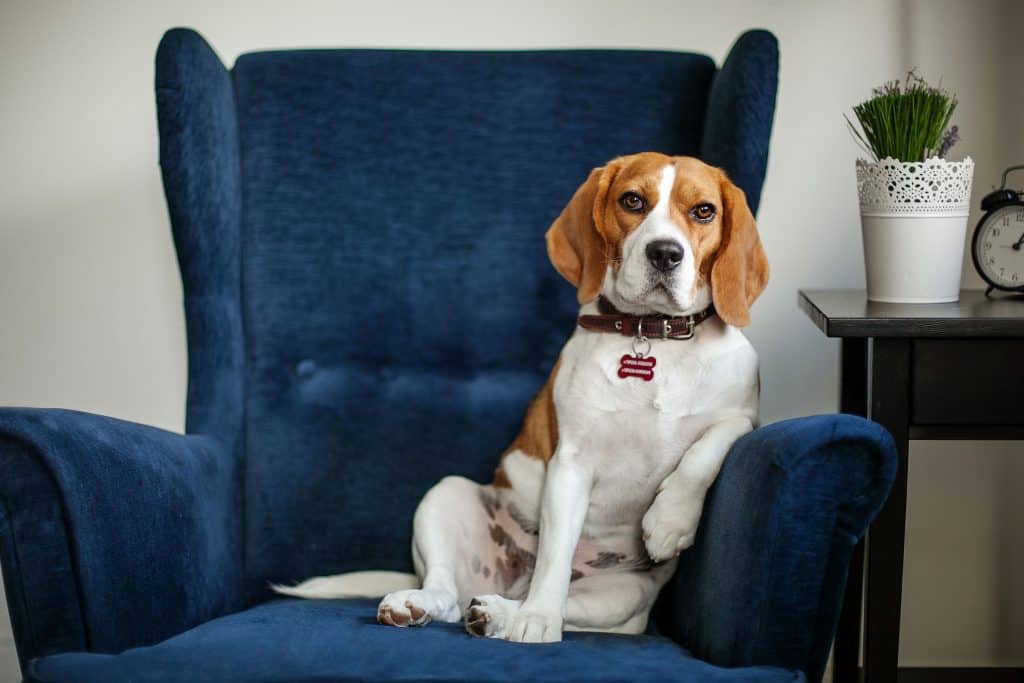 El cachorro de Beagle: Esperanza De Vida Y Temperamento