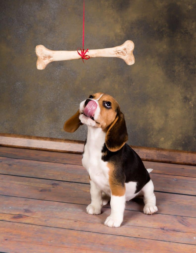 Can Beagles Chew on Bones ¿Puede el Beagle Masticar Huesos?