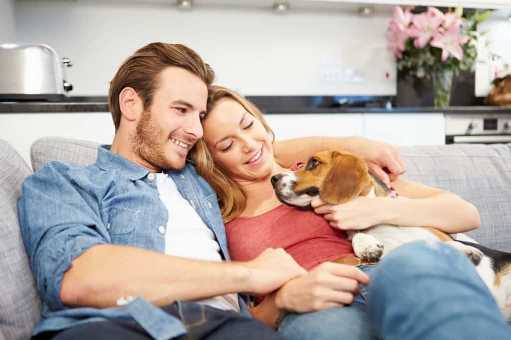 Can Beagles Live in Apartments A Complete Guide ¿Puede el Beagle vivir en un apartamento?