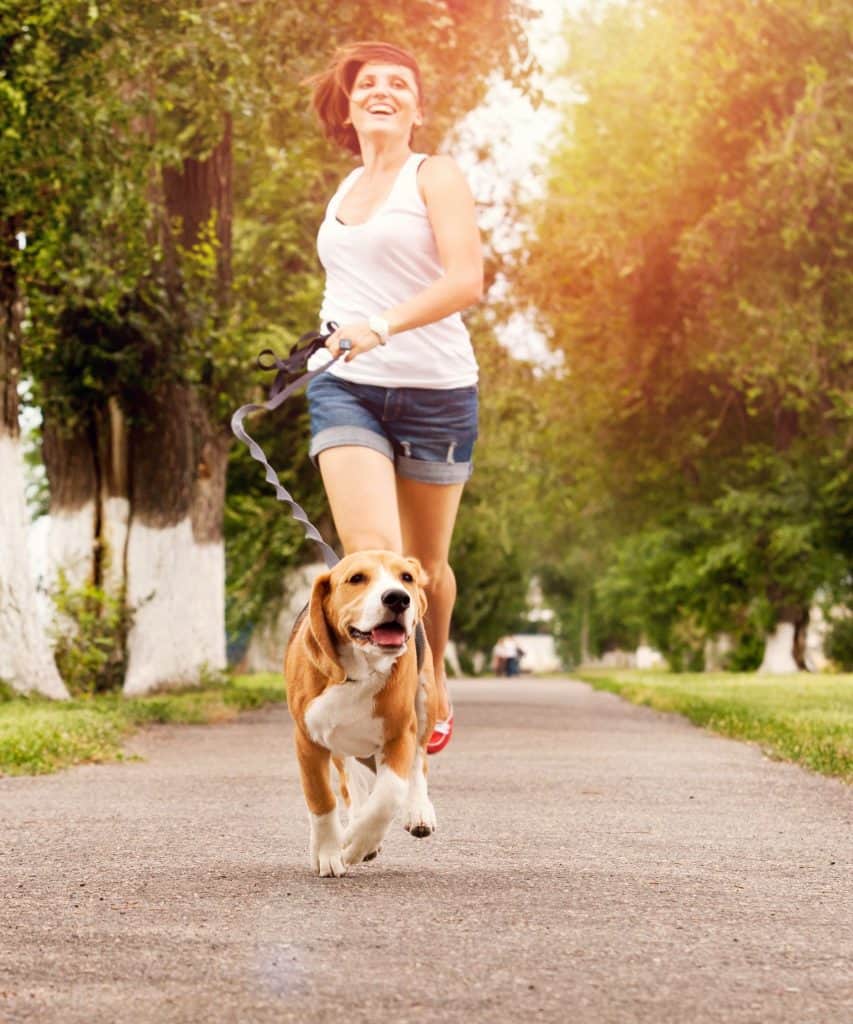 ¿El Beagle puede correr largas distancias?