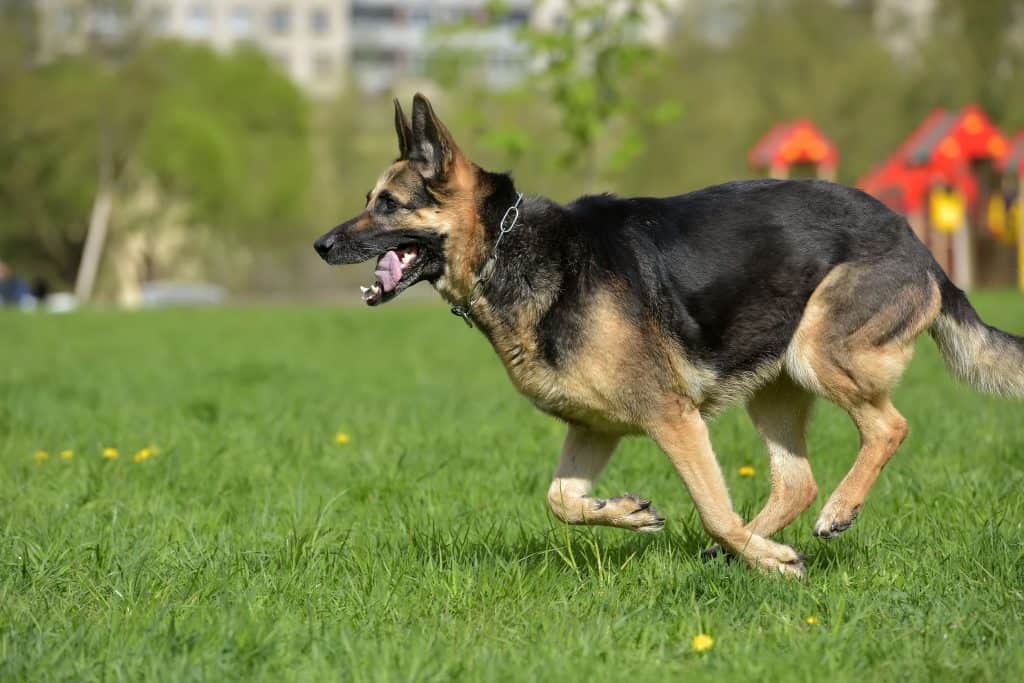 Can German Shepherds Run Long Distances ¿El pastor alemán puede correr largas distancias?