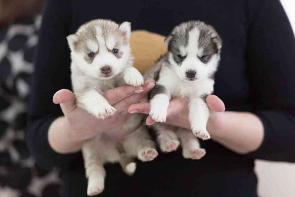 How To Take Care Of A Husky Puppy: A First-Time Owner’s Guide