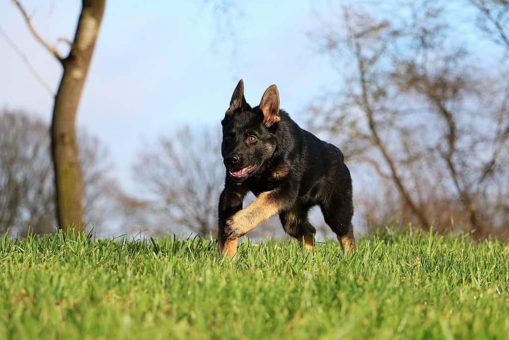 Mini German Shepherds: Everything You Could Want to Know