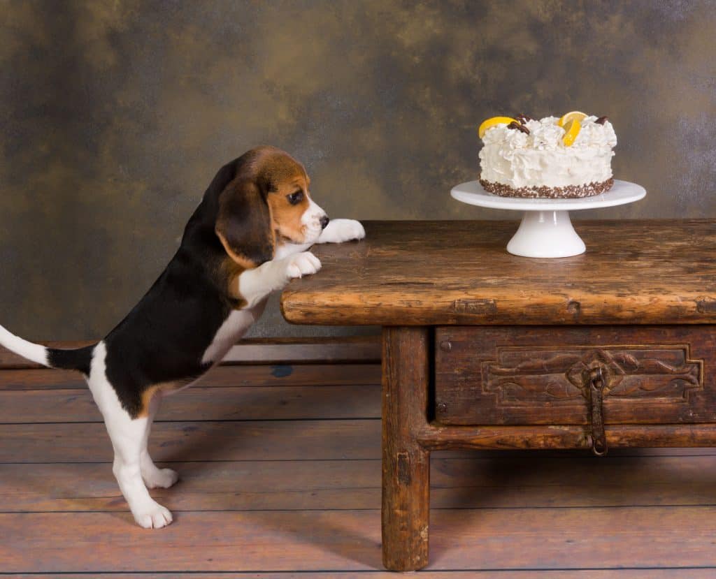 The Ultimate Guide to What Beagles Can And Cant Eat Qué pueden y qué no pueden comer los Beagle