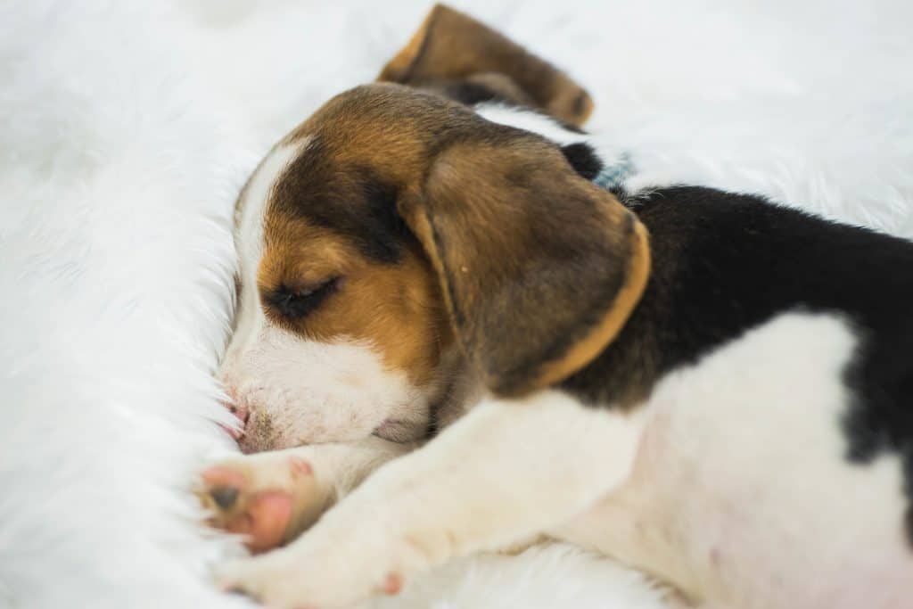 ¿Cuanto debe dormir un beagle ¿Cuánto debe dormir el Beagle?