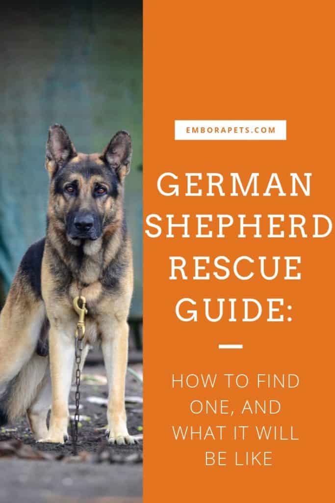 1604194498 105 German Shepherd Rescue Guide How to Find One and What Adoptar un pastor alemán: Cómo encontrar un perro y cómo lo experimentarás