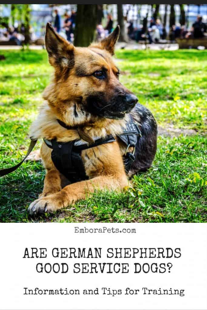 1604208937 557 Are German Shepherds Good Service Dogs ¿El pastor alemán es buen perro de servicio?