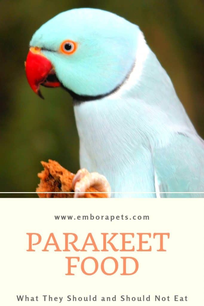 1604533160 669 A Complete List of Foods Parakeets Can Eat And What Qué comen los Periquitos y qué es lo que no deberían comer nunca