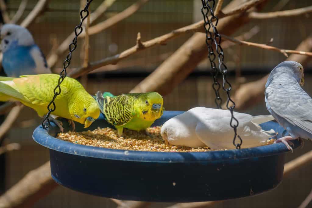 A Complete List of Foods Parakeets Can Eat (And What They Shouldn’t)