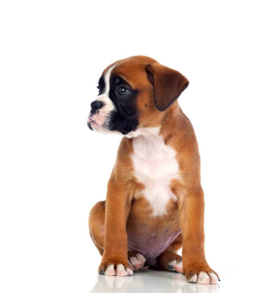 1606680695 505 Boxer Temperament Whats it like owning one ¿Los Boxer sueltan mucho pelo?