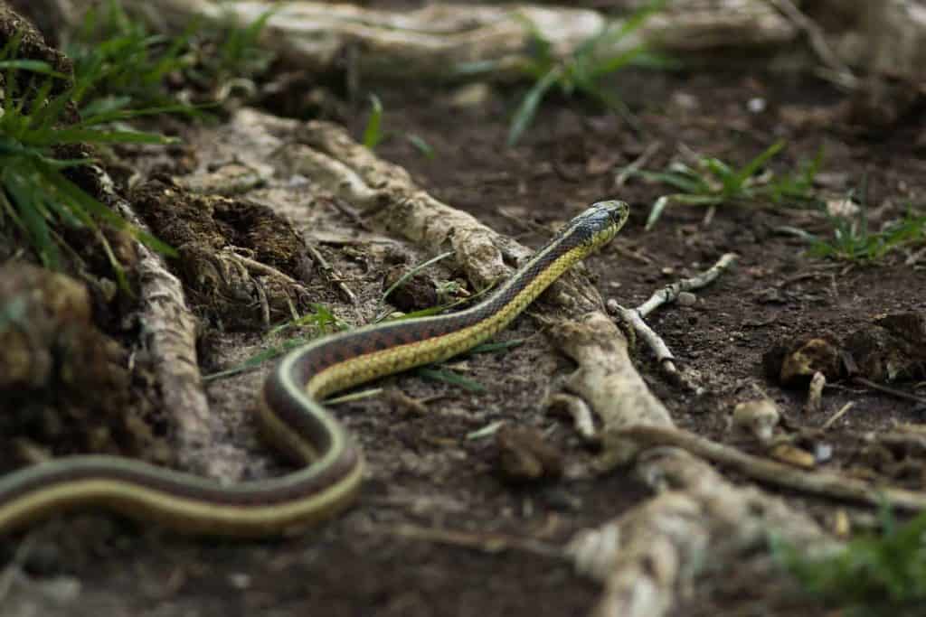 1606733911 1 How to Get Rid of a Garter Snake Cómo deshacerse de una serpiente de liga