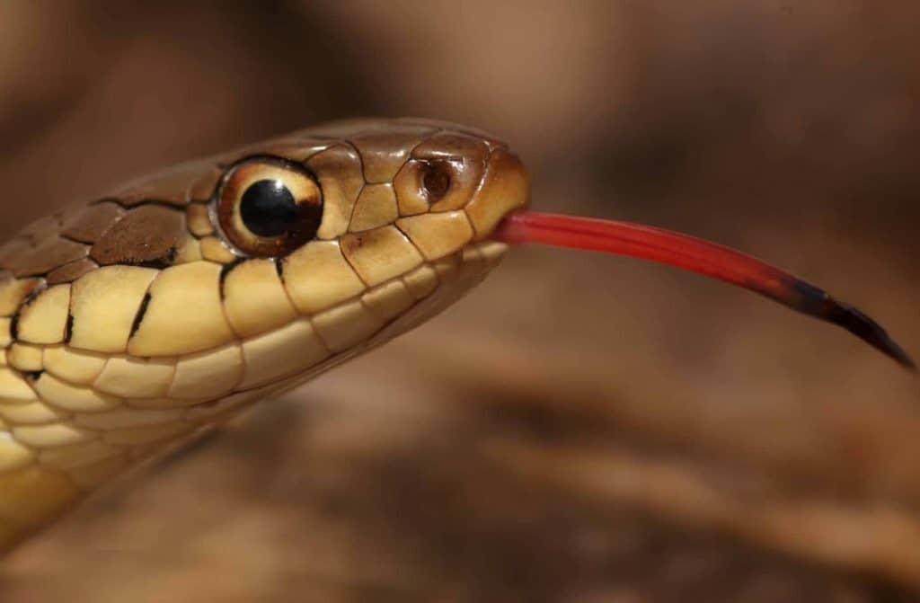 1606733911 827 How to Get Rid of a Garter Snake Cómo deshacerse de una serpiente de liga