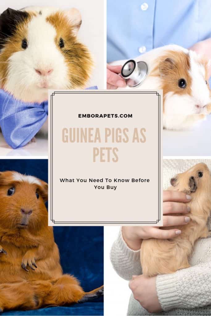 1606756745 861 Guinea Pigs as Pets 17 Things to Know Before Getting Cobayas como mascotas: 17 cosas que hay que saber antes de tener una