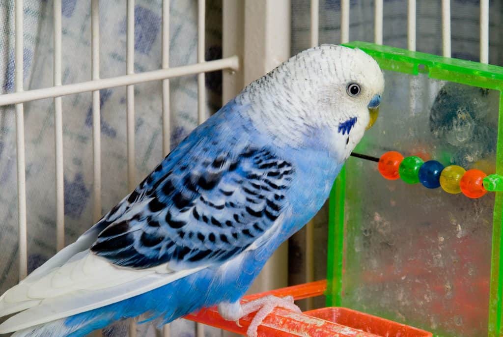 Blue Parakeets A Complete Guide Before You Get One El Periquito Azul: Todo lo que has de saber antes de comprar uno