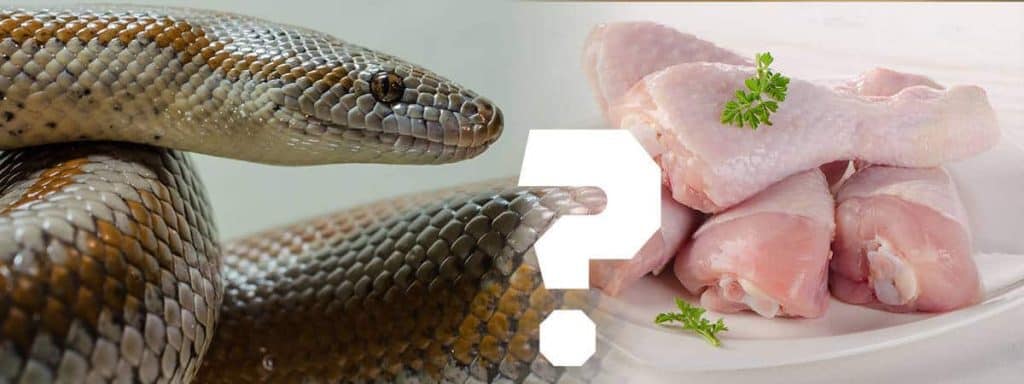 ¿Pueden las serpientes domésticas comer pollo?