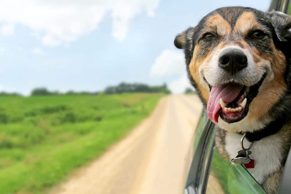 Adoptar un pastor alemán: Cómo encontrar un perro y cómo lo experimentarás
