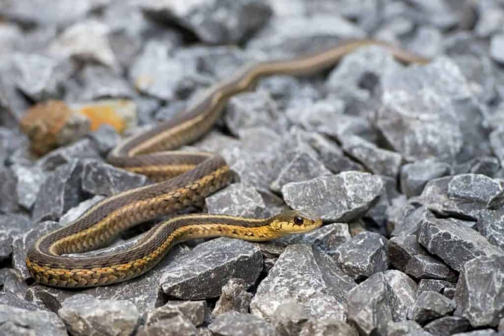 How to Get Rid of a Garter Snake Cómo deshacerse de una serpiente de liga