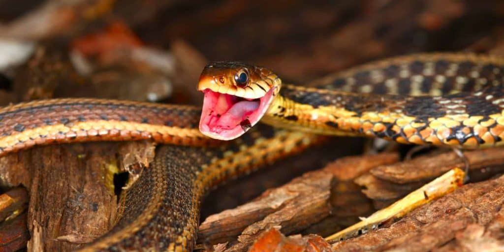 What Do Garter Snakes Eat ¿Qué come la serpiente de liga?
