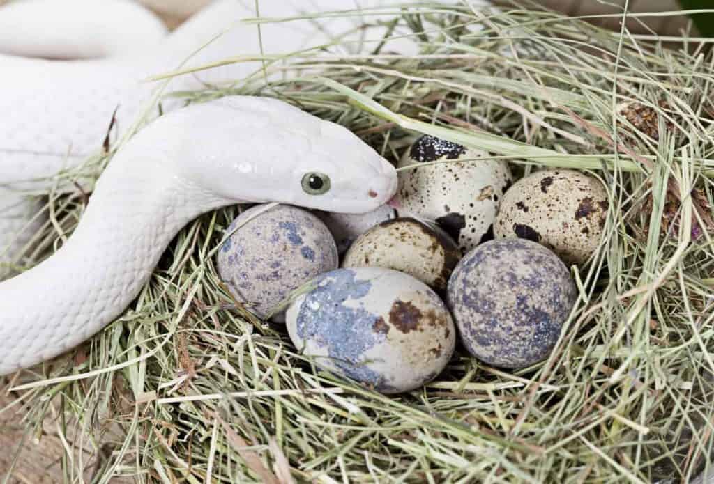 1606904200 532 How Long Does it Take for Snake Eggs to Hatch ¿Cuánto tiempo tardan los huevos de serpiente en eclosionar?