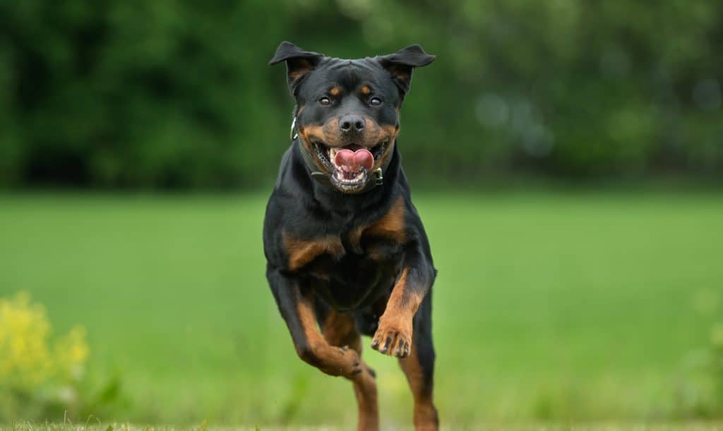 Are Rottweilers Easy to Train Adiestrar al Rottweiler ¿Es fácil?