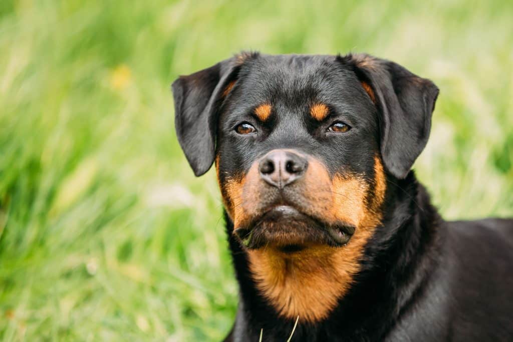 ¿Es posible entrenar a un rottweiler como perro de servicio?