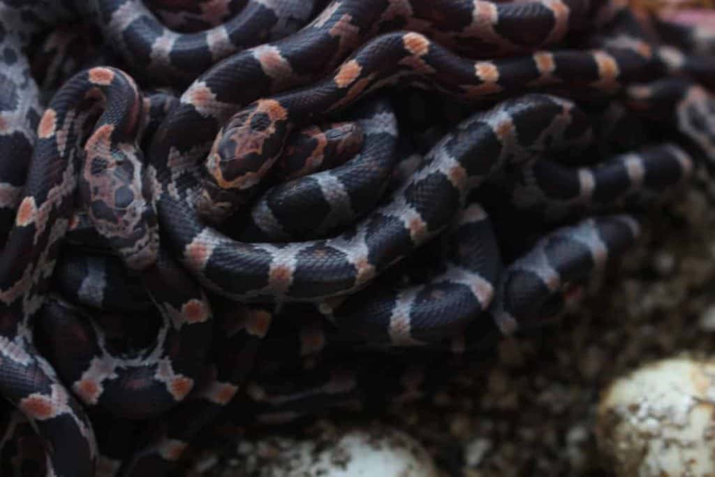 ¿Pueden las serpientes domésticas comer huevos?