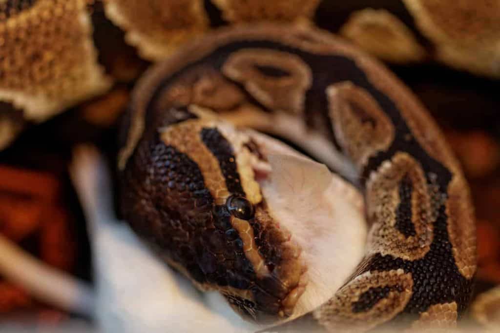 ¿Puede la serpiente comer ratones silvestres?