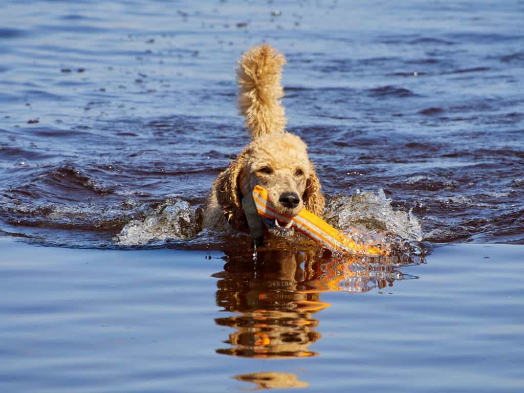 Can Poodles Swim ¿Pueden nadar los caniches?