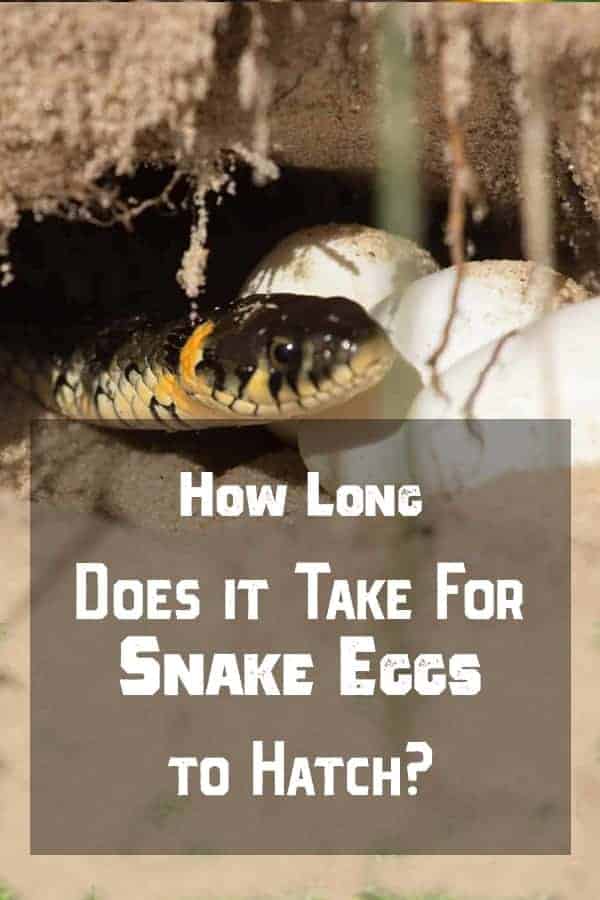 How Long Does it Take for Snake Eggs to Hatch ¿Cuánto tiempo tardan los huevos de serpiente en eclosionar?